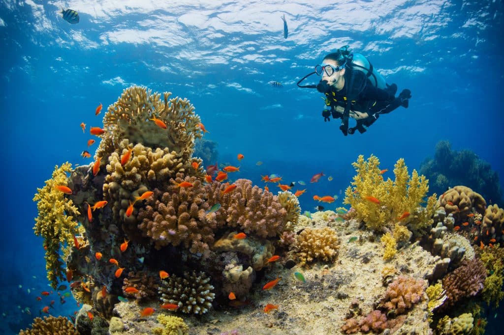 Taucher Korallenriff