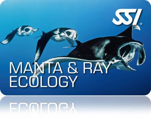 Zertifitierungskarte SSI Manta Ray Ecology