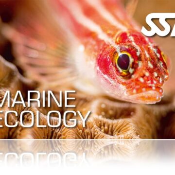 Zertifitierungskarte SSI Marine Ecology