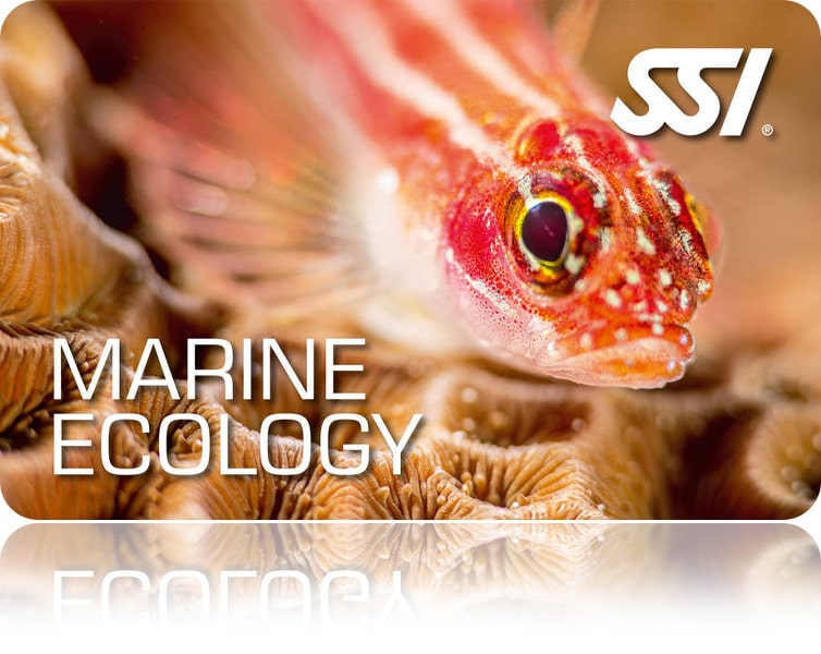 Zertifitierungskarte SSI Marine Ecology