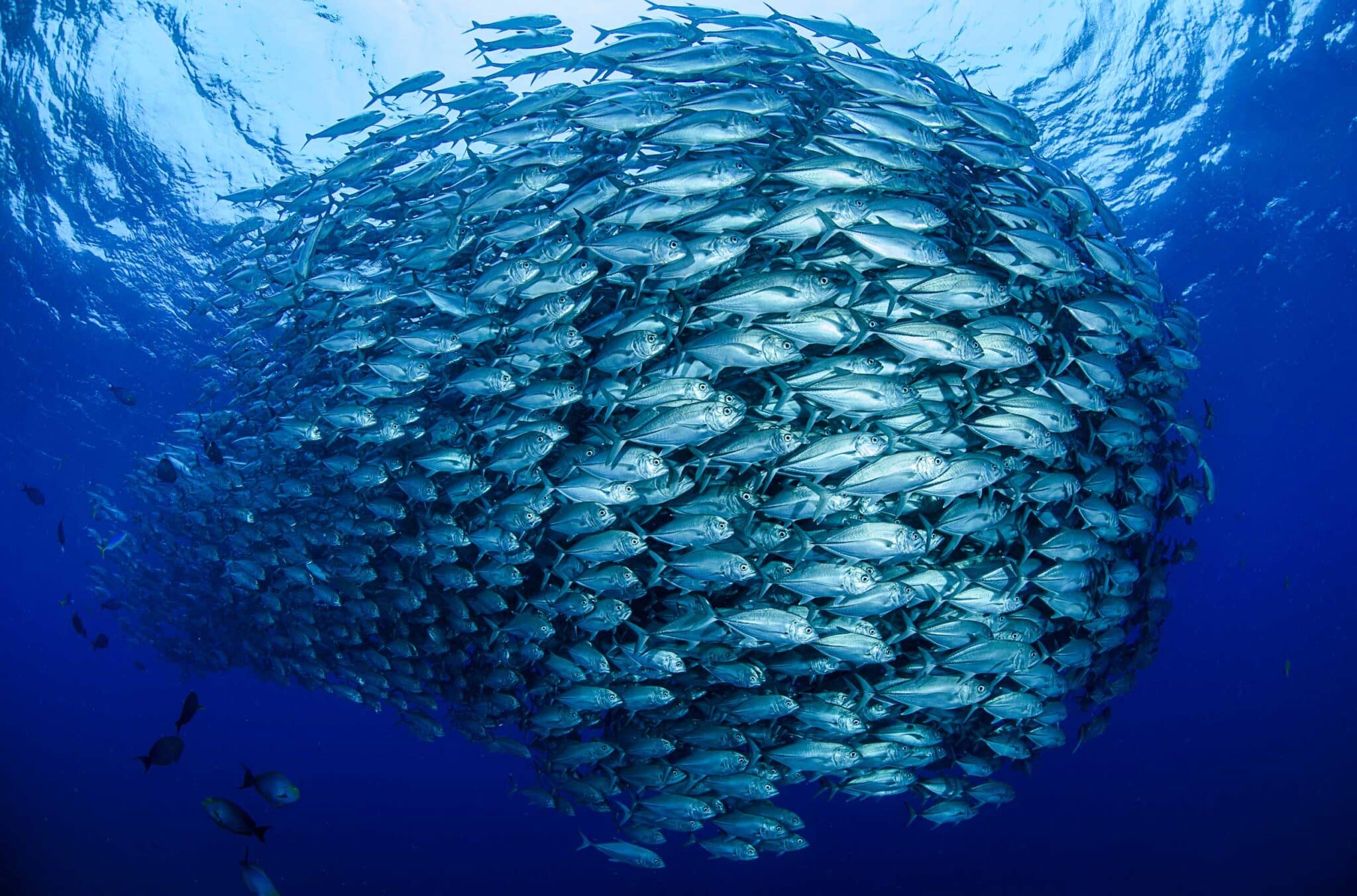 Fischschwarm im blauen Meer